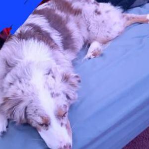 Image of Stella, Lost Dog