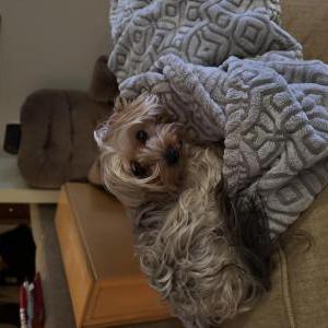 Lost Dog Teddy
