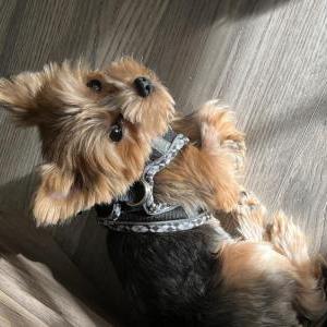 2nd Image of Cody, Lost Dog