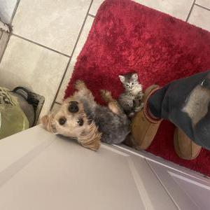 Lost Dog Charlie