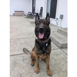 Found Dog No ID