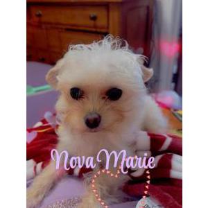Lost Dog NOVA