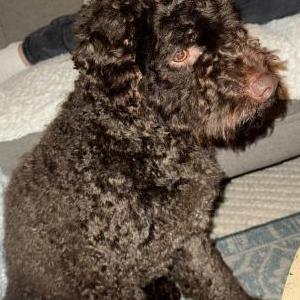 Lost Dog Dolce
