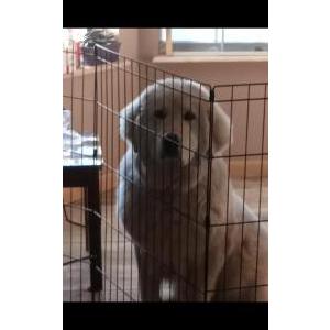 Lost Dog Bogey