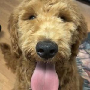 Image of Maverick, Lost Dog