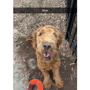 Image of Maverick, Lost Dog