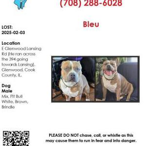 Lost Dog Bleu