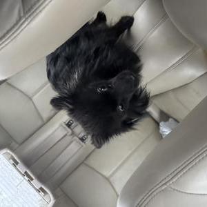 Found Dog BLACK POMORANIAN