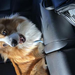 Image of Unknown, Found Dog
