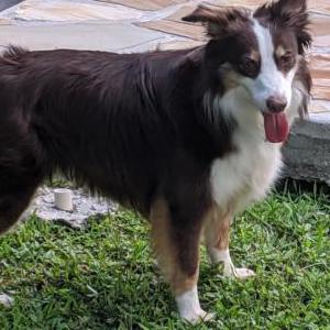Image of Sis, Lost Dog