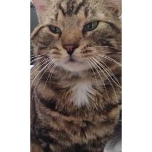 Image of Meow, Lost Cat