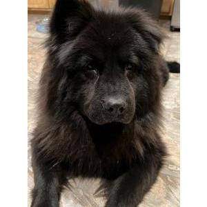 2nd Image of Cobie REWARD $500.00, Lost Dog
