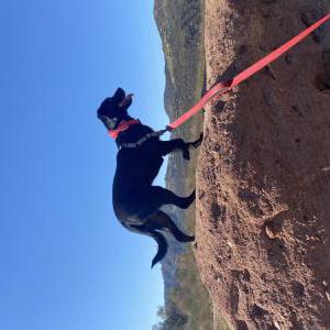 2nd Image of Minnie, Lost Dog