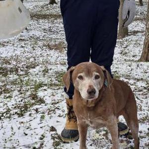 Image of Rudy, Lost Dog