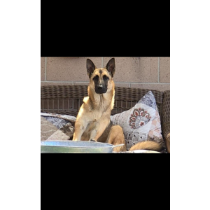2nd Image of skyline, Lost Dog