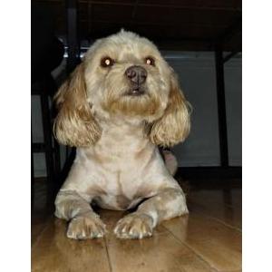 Lost Dog Carlitos