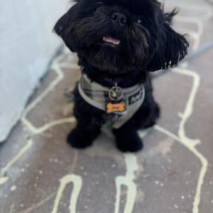 Image of Joey, Lost Dog