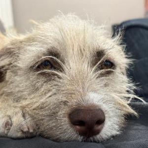 Lost Dog Luca