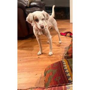 Image of Lulu, Lost Dog