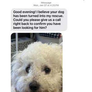 Lost Dog MM