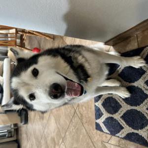 Image of Apollo, Lost Dog