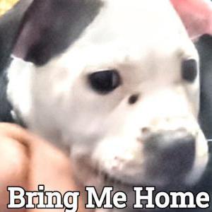 Image of Titan, Lost Dog