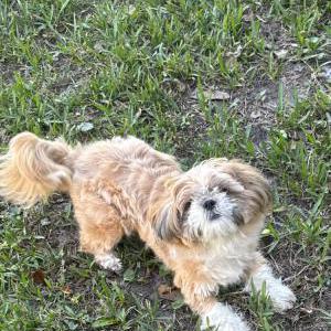 Image of Luna, Lost Dog