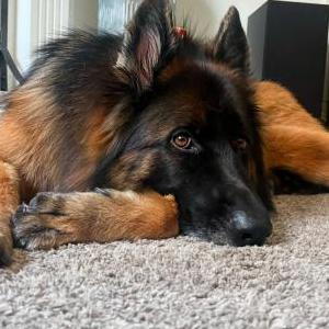 Lost Dog Daisy