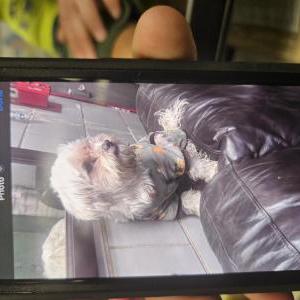 Found Dog Unknown
