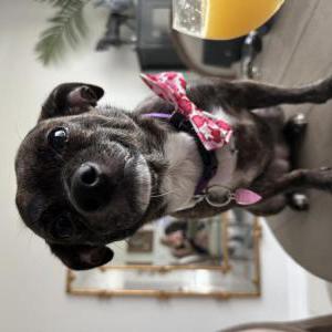 Lost Dog Ellie