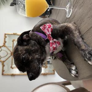 2nd Image of Ellie, Lost Dog