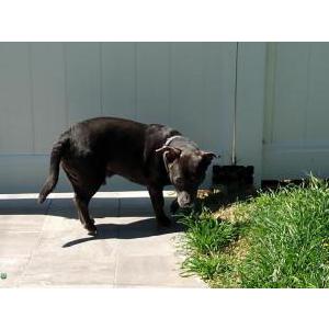 Lost Dog Zeus