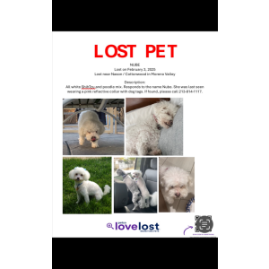 Lost Dog Nube