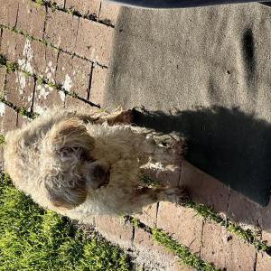 Found Dog Unknown