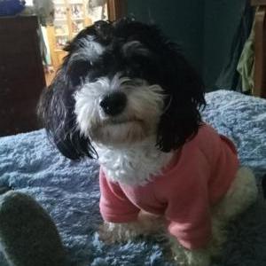 Lost Dog Pelusa