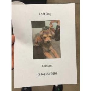 Lost Dog Choko