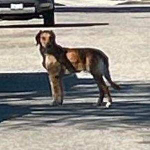 Found Dog Unknown