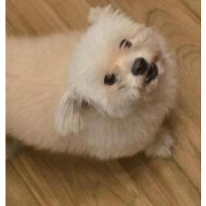 Lost Dog Fleet