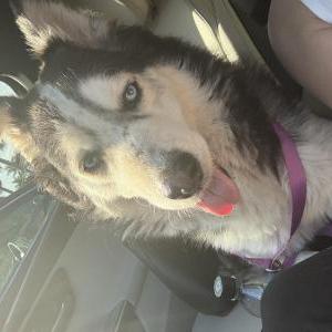 Found Dog Unknown