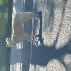 Found Dog Unknown