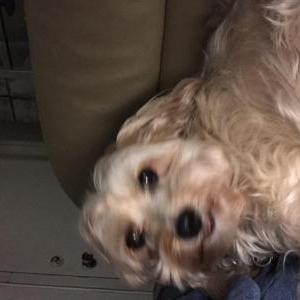 Lost Dog Mikey