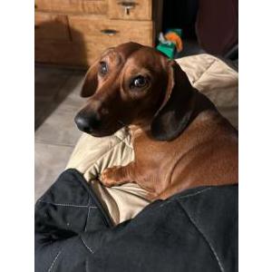 Image of Penny, Lost Dog