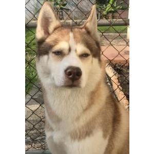 Lost Dog Nanook