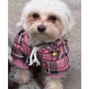 Lost Dog Baby