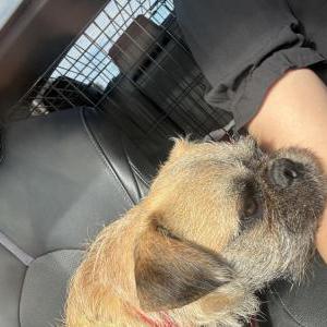 Found Dog Unknown