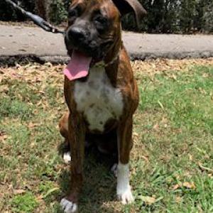 Lost Dog Stella
