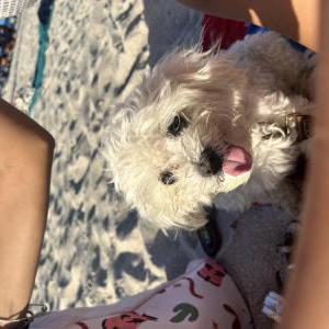 Lost Dog Angel