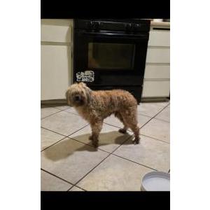 Found Dog Unknown