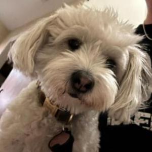 Image of Benji, Lost Dog