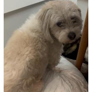2nd Image of Benji, Lost Dog